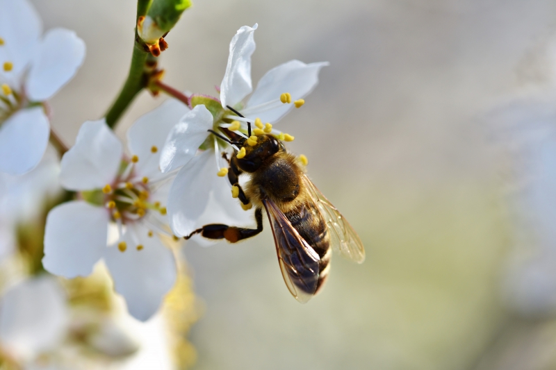 jardinerie-COURSEGOULES-min_bee-4092986